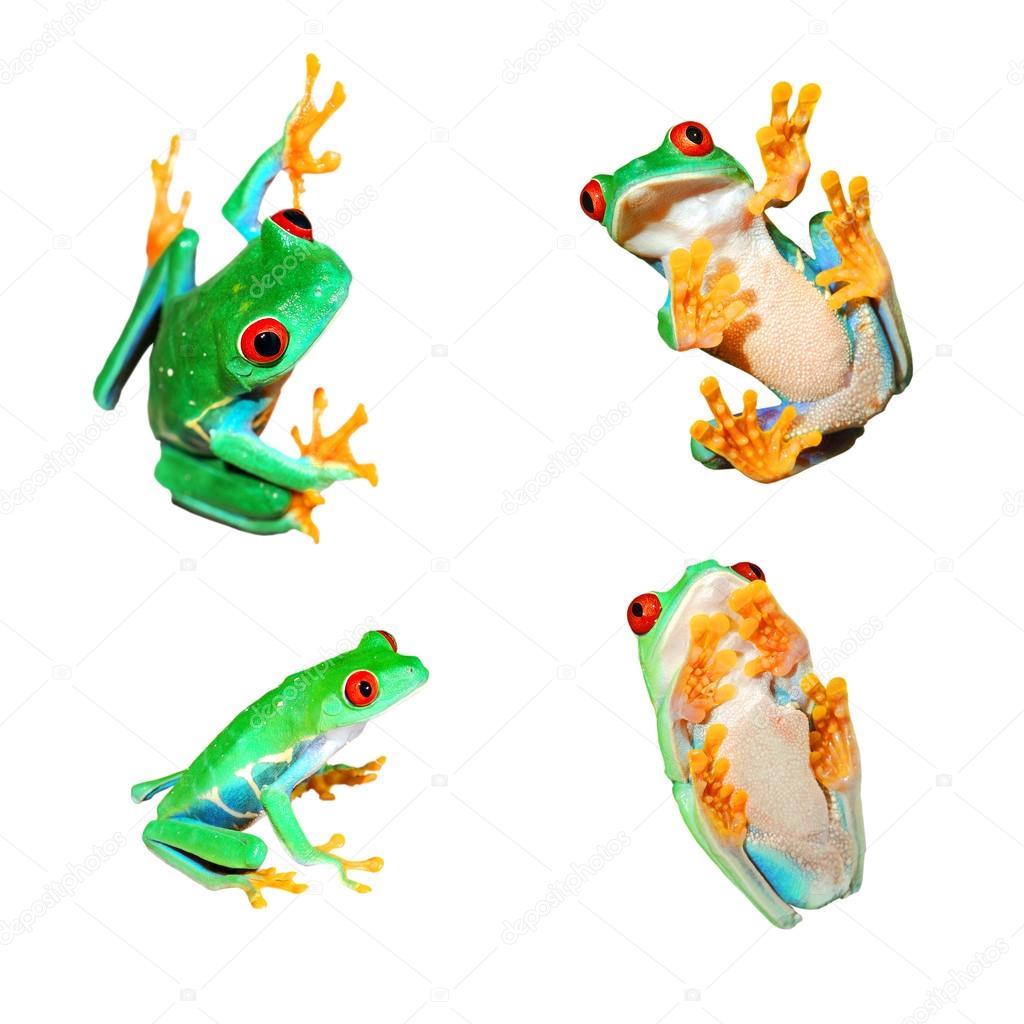 Collage of red-eye frogs Agalychnis callidryas isolated on white