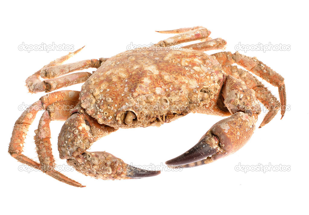 Edible shore crab covered with sea molluscs isolated on white