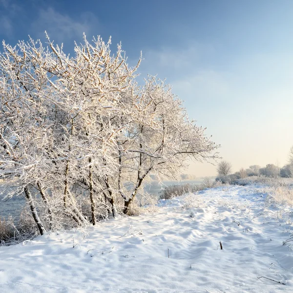 Hoar-frost on trees in winter — Stock Photo, Image