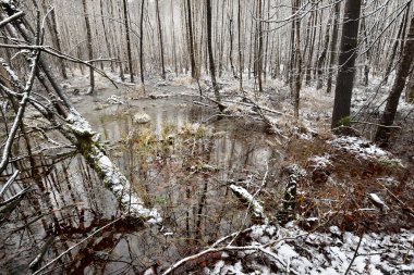 Orman bataklık peyzaj ilk kar