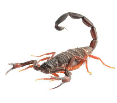Scorpion Centruroides gracilis isolated on white. No shadow clipart
