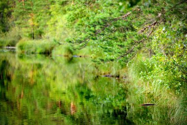 Yansımasıyla birlikte Orman Gölü