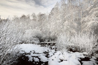 bataklık ve orman Letonya kar