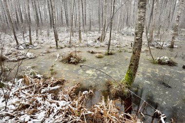 Orman bataklık peyzaj ilk kar