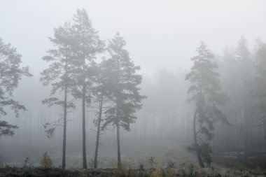 Letonya ormandaki güçlü sabah sis