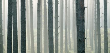 ormandaki güçlü güzel sis