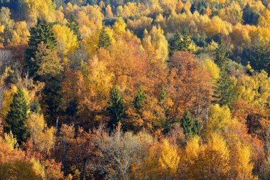 renkli forest hills Güz. Sigulda, Letonya