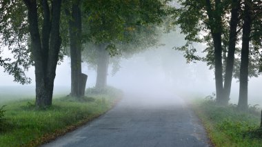 ormandaki güçlü güzel sis