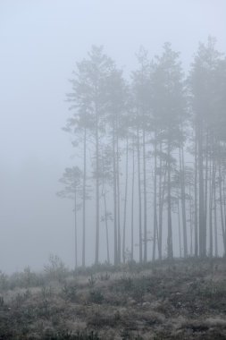 Letonya ormandaki güçlü sabah sis