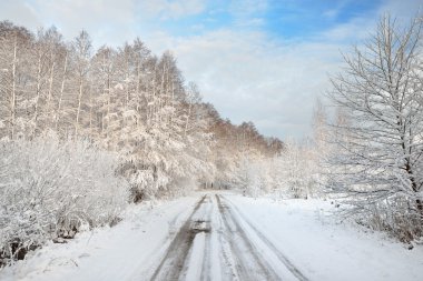 yol ve bir kar kaplı ağaçlar Letonya