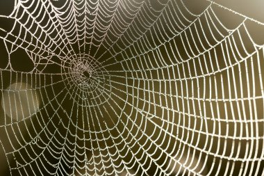 yakın çekim güzel örümcek ağı ile su damlaları