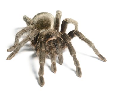 siyah tarantula grammostola pulchra izole