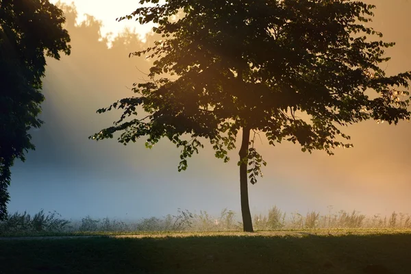 Mystical tree silhouette in fog — Stock Photo, Image