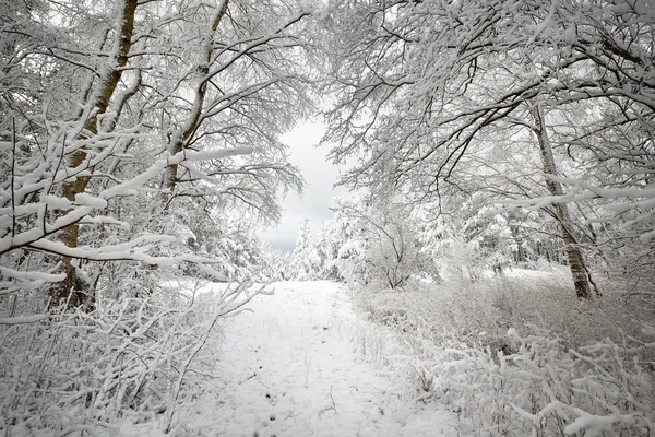 Winter wonderland w śniegu objętych lasu. Łotwa — Zdjęcie stockowe