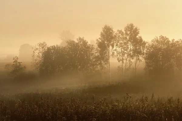 Rural field covered with morning fog — Stock Photo, Image
