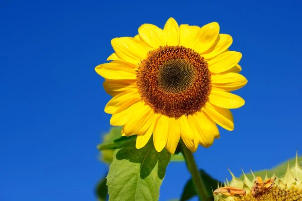 Girasol primer plano contra el cielo azul oscuro — Foto de Stock