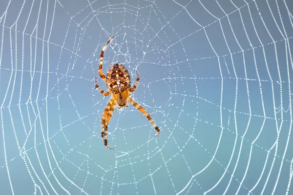 Aranha sentada em sua teia pela manhã — Fotografia de Stock