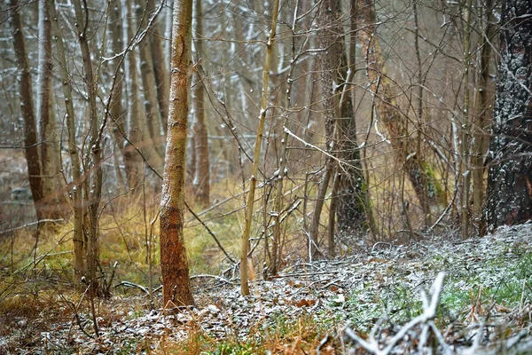 Az első hó, az erdő — Stock Fotó