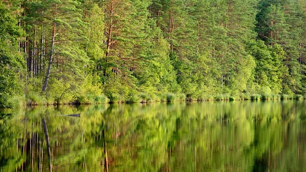 Лесное озеро с отражением — стоковое фото