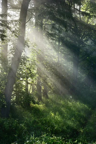 Fuerte niebla hermosa y rayos de sol en el bosque —  Fotos de Stock