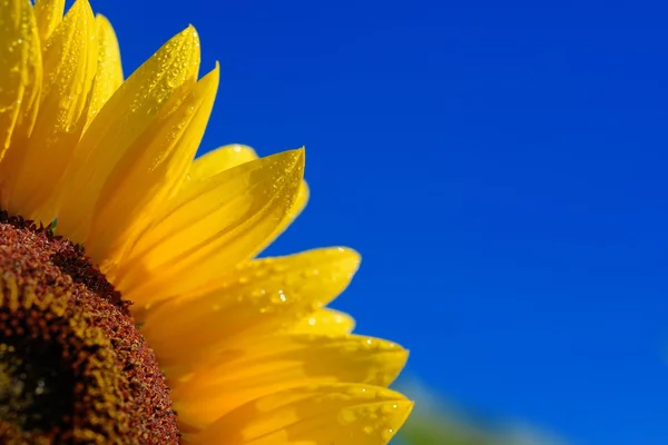 Sonnenblumen in Nahaufnahme vor dunkelblauem Himmel — Stockfoto