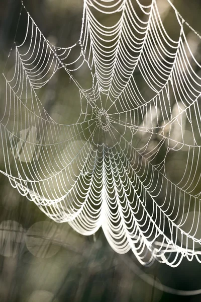 Bella ragnatela con gocce d'acqua primo piano — Foto Stock