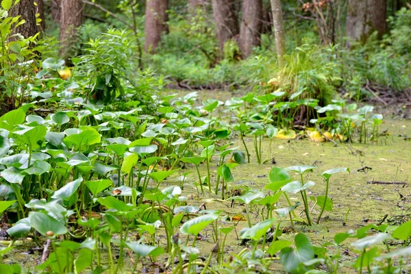 Vista de close-up do pântano florestal — Fotografia de Stock