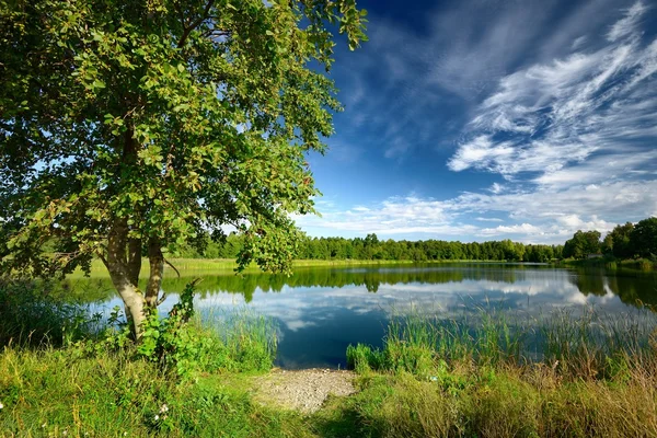 Yaz aylarında göl kıyısı ağaca — Stok fotoğraf