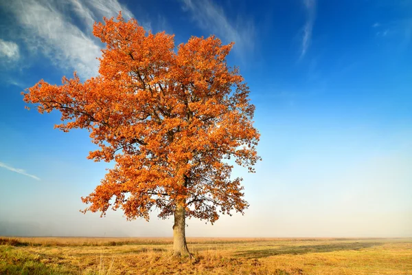 Colorido árbol solitario en el campo en otoño — Foto de Stock