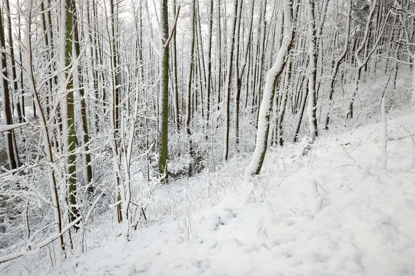 Winter wonderland w śniegu objętych lasu. Łotwa — Zdjęcie stockowe