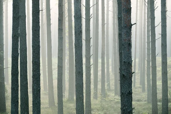Сильний красивий туман у лісі — стокове фото