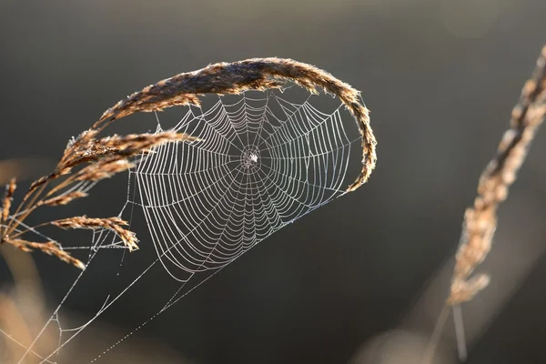 Hermosa tela de araña con gotas de agua de cerca — Foto de Stock