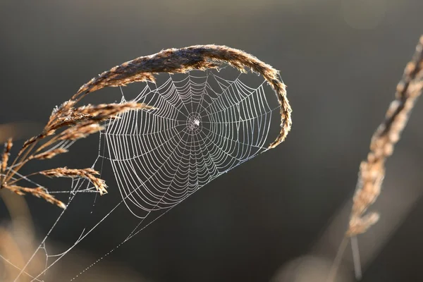 Schönes Spinnennetz mit Wassertropfen in Nahaufnahme — Stockfoto