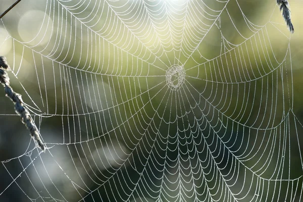 Beautiful spider web with water drops close-up — Stock Photo, Image