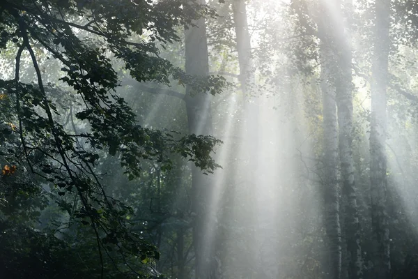 Silna mgła piękne i promienie słoneczne w lesie — Zdjęcie stockowe