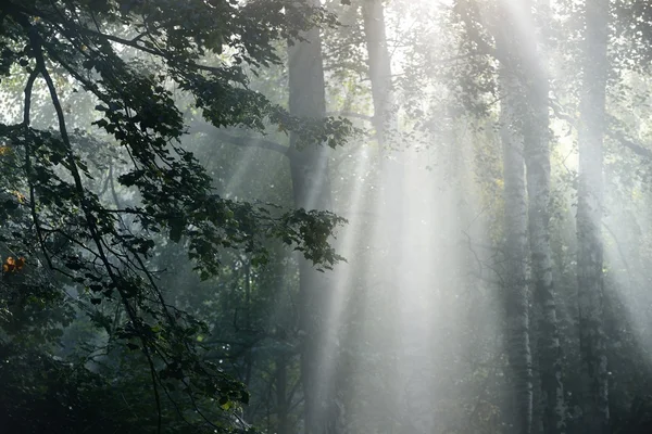 Fuerte niebla hermosa y rayos de sol en el bosque —  Fotos de Stock