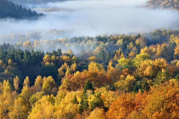 Coloridas colinas boscosas cubiertas de niebla en otoño. Sigulda, Letonia — Foto de Stock