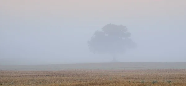 Albero nel campo nella nebbia molto forte — Foto Stock