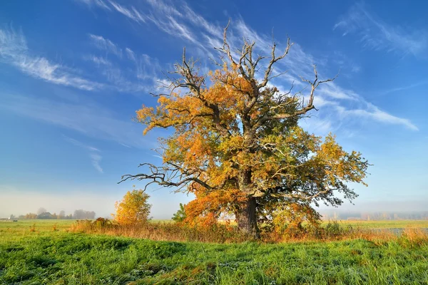 Colorido árbol solitario en el campo en otoño — Foto de Stock