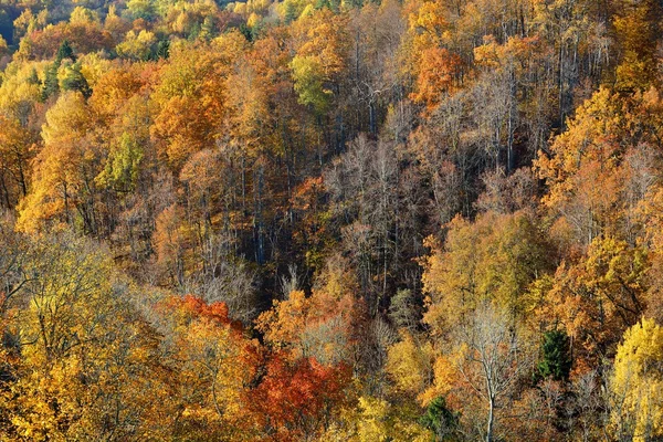 在秋天的多彩森林小丘。拉脱维亚锡古尔达. — 图库照片