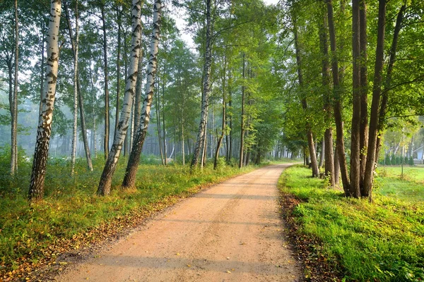 Road in a beautiful forest in the morning — Stock Photo, Image