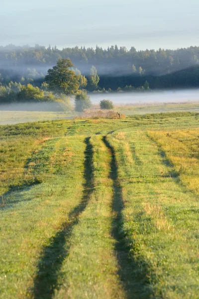 Rural field covered with morning fog — Stock Photo, Image