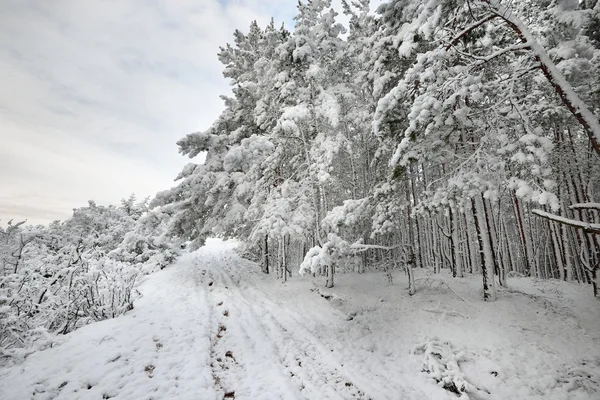 Route et arbres enneigés en Lettonie — Photo