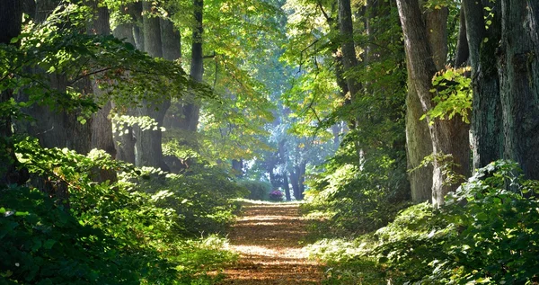 Droga w pięknym lesie rano — Zdjęcie stockowe
