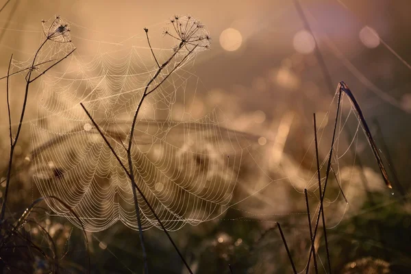 Beautiful spider web with water drops close-up — Stock Photo, Image