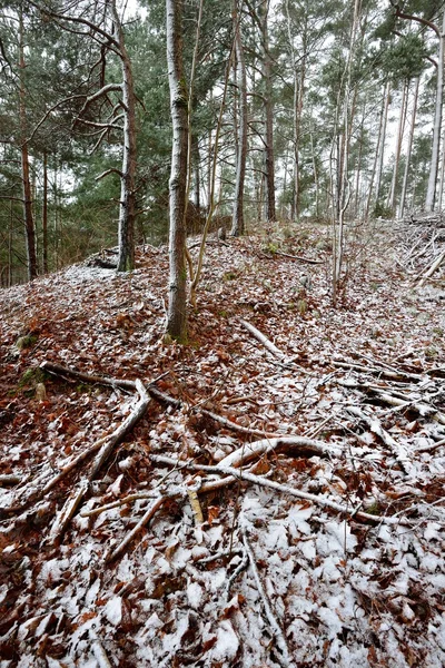 Prima neve nella foresta — Foto Stock