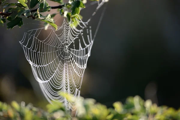 Mooi spinnenweb met water druppels close-up — Stockfoto