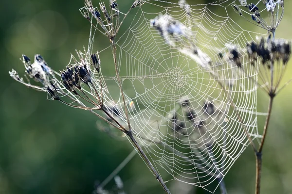 Bella ragnatela con gocce d'acqua primo piano — Foto Stock