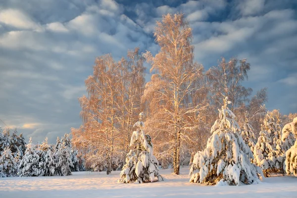 Snow covered winter forest in Latvia — Stock Photo, Image