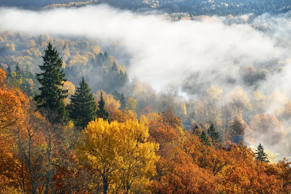 Coloridas colinas boscosas cubiertas de niebla en otoño. Sigulda, Letonia — Foto de Stock